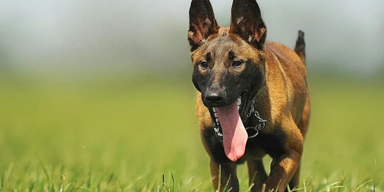 Фінські вчені виявили найрозумнішу породу собак