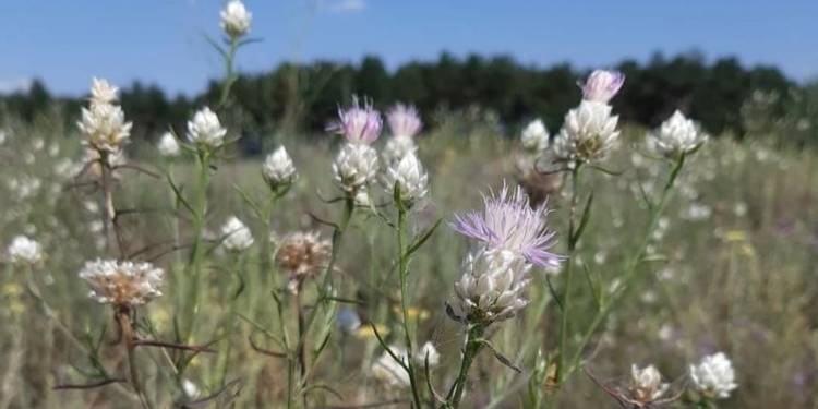 Зовсім поруч з Миколаєвом може з’явитись заказник «Матвіївські кучугури». Якщо міськрада та Миколаївський лісгосп погодять