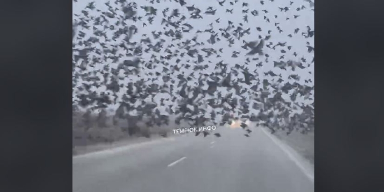 За Хічкоком. В Краснодарському краї мурмурація – нашестя птахів (ВІДЕО)