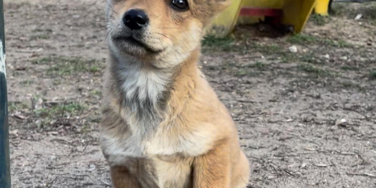 У Миколаєві цієї неділі в Каштановому сквері будуть шукати домівки безпритульним собакам. Придивіться, може побачите тут і «свого» песика? (ФОТО)