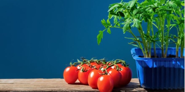 Скоро весна. Як правильно обрати насіння і зробити тепличку з 5-літрової банки (ФОТО)