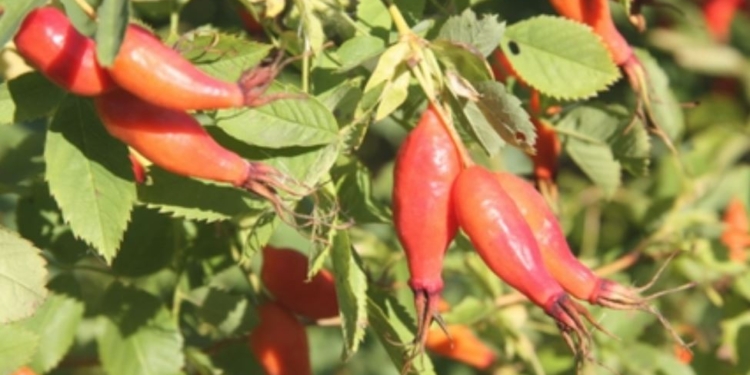 Українські селекціонери запатентували сорт шипшини без шипів, бузини “Чорна рута” та незвичної яблуні (ФОТО)