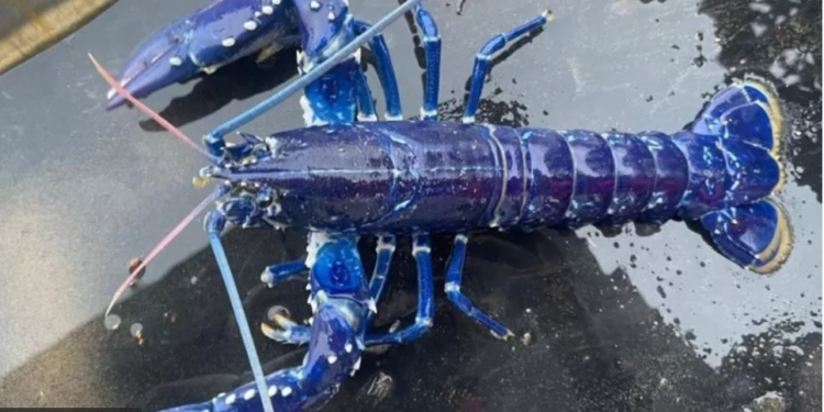 В Британії чоловік зловив синього омара. Його можна було дорого продати, а він відпустив (ФОТО)