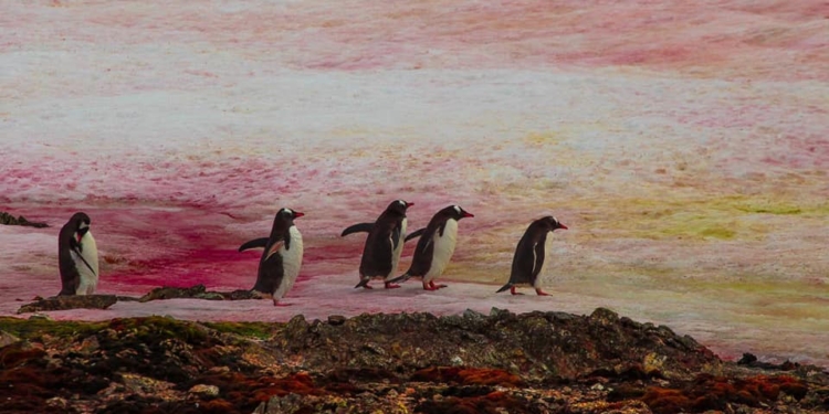 Пінгвіни на рожевому. В Антарктиді цвіте сніг – це причина і наслідок зміни клімату (ФОТО)
