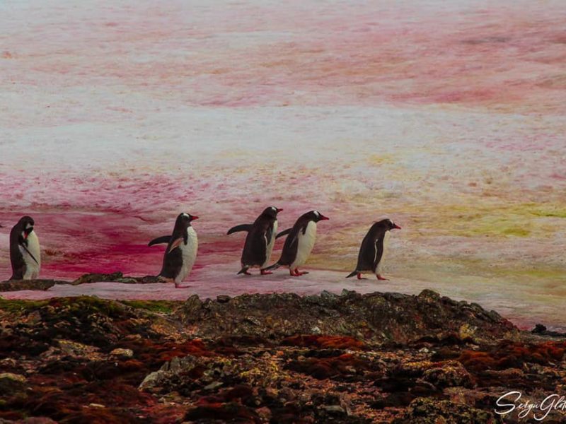 Пінгвіни на рожевому. В Антарктиді цвіте сніг – це причина і наслідок зміни клімату (ФОТО)