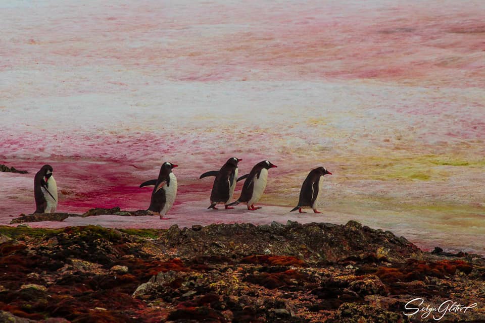 Пінгвіни на рожевому. В Антарктиді цвіте сніг - це причина і наслідок зміни клімату (ФОТО) 8