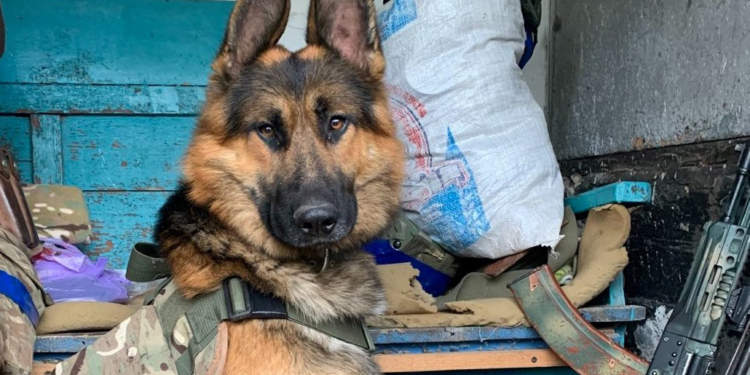 Живий талісман мінометної батареї ДШВ на ім’я “Рекс”: і боєприпаси піднесе, і «виходи» з «прильотами» розрізняє (ФОТО)