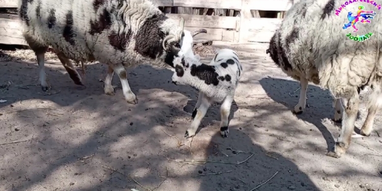 В Миколаївському зоопарку є новоприбулі: народились баранчики святого Якова
