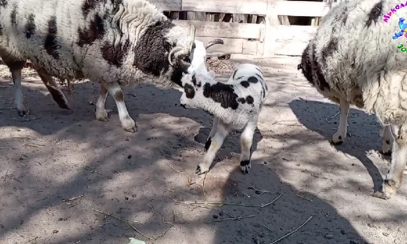 В Миколаївському зоопарку є новоприбулі: народились баранчики святого Якова