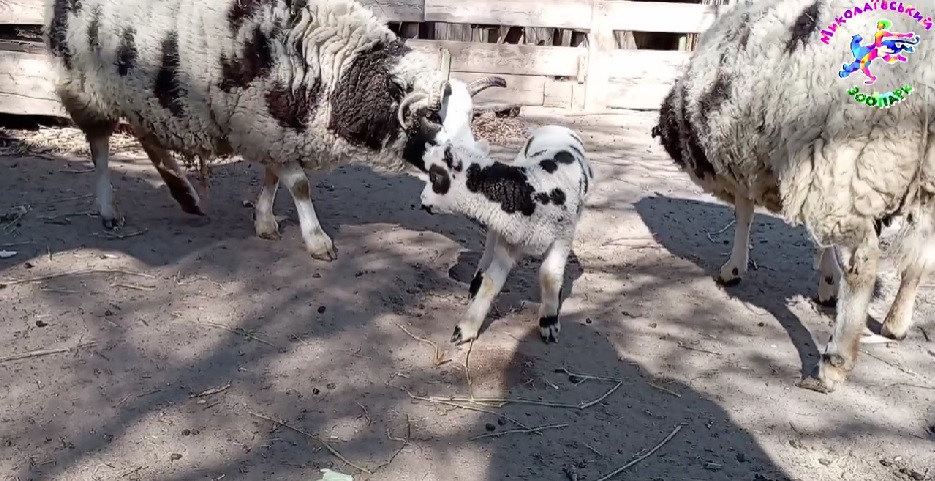 В Миколаївському зоопарку є новоприбулі: народились баранчики святого Якова 1