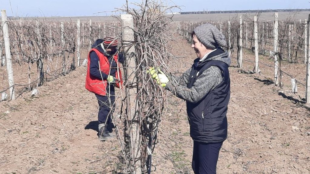 На Миколаївщині торік виноробні підприємства зібрали кращий врожай винограду (ФОТО) 1