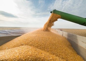 Завдяки Grain from Ukraine Україна може наблизитися до довоєнних показників експорту пшениці у нужденні країни
