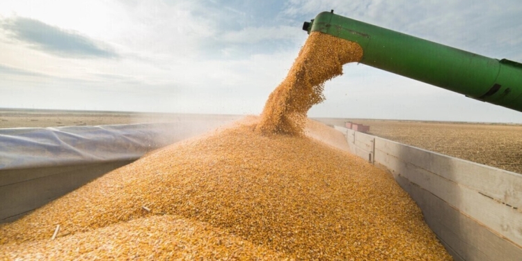 Завдяки Grain from Ukraine Україна може наблизитися до довоєнних показників експорту пшениці у нужденні країни