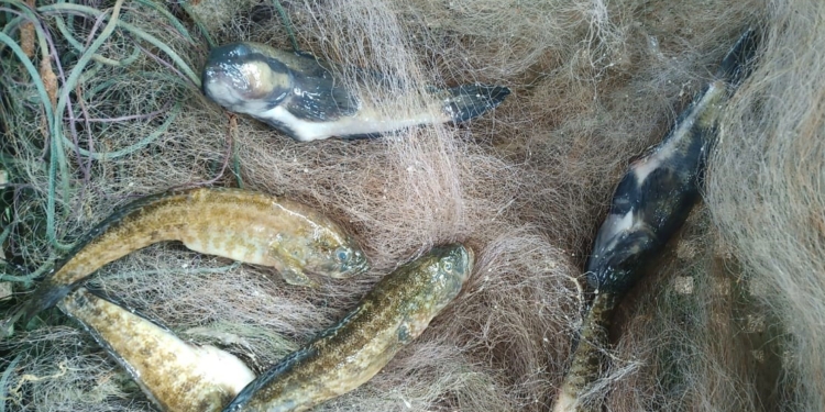 Улову – кіт наплакав, а штраф буде: на Миколаївщині затримали браконьєра (ФОТО)