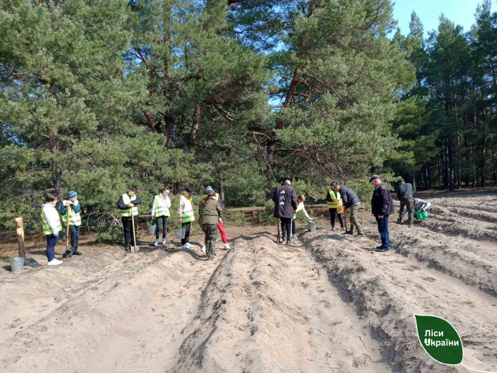 Ліси Півдня сьогодні збільшилися на 12 гектарів. Скільки висадили на Миколаївщині? (ФОТО) 20