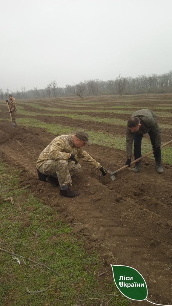 Ліси Півдня сьогодні збільшилися на 12 гектарів. Скільки висадили на Миколаївщині? (ФОТО) 22