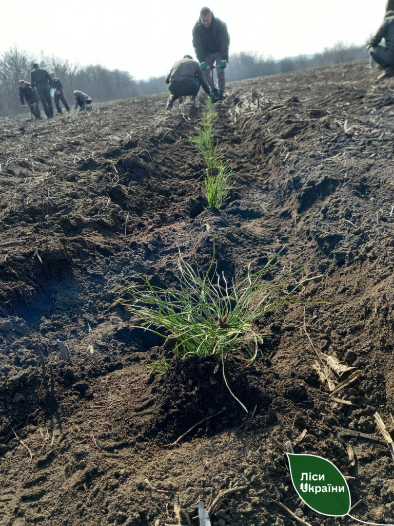 Ліси Півдня сьогодні збільшилися на 12 гектарів. Скільки висадили на Миколаївщині? (ФОТО) 24