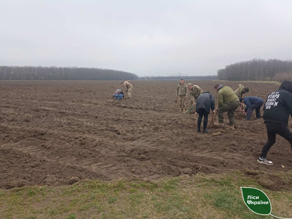 Ліси Півдня сьогодні збільшилися на 12 гектарів. Скільки висадили на Миколаївщині? (ФОТО) 32