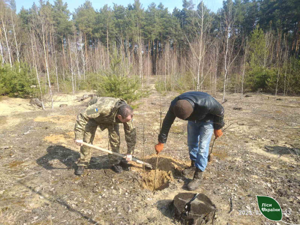 Ліси Півдня сьогодні збільшилися на 12 гектарів. Скільки висадили на Миколаївщині? (ФОТО) 38