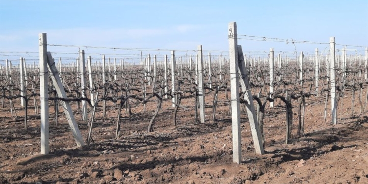 На Миколаївщині торік виноробні підприємства зібрали кращий врожай винограду (ФОТО)