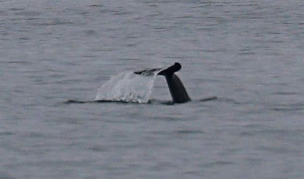 На Одещину повернулись дельфіни-афаліни (ФОТО) 1
