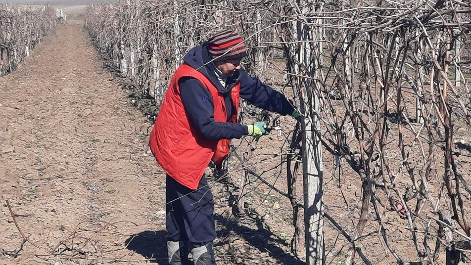 На Миколаївщині торік виноробні підприємства зібрали кращий врожай винограду (ФОТО) 5