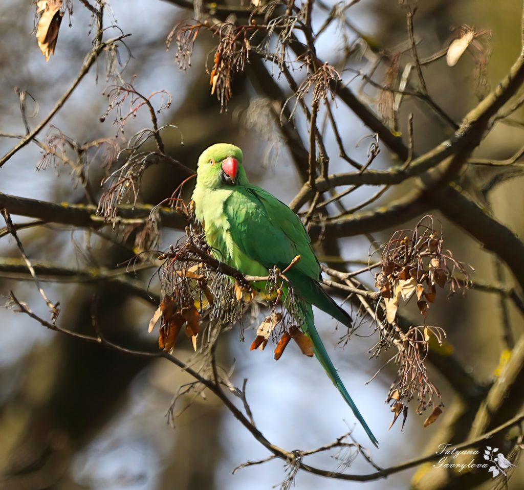 Папуги на платанах і кленах - в Чернівцях оселились екзотичні зелені птахи (ФОТО, ВІДЕО) 1