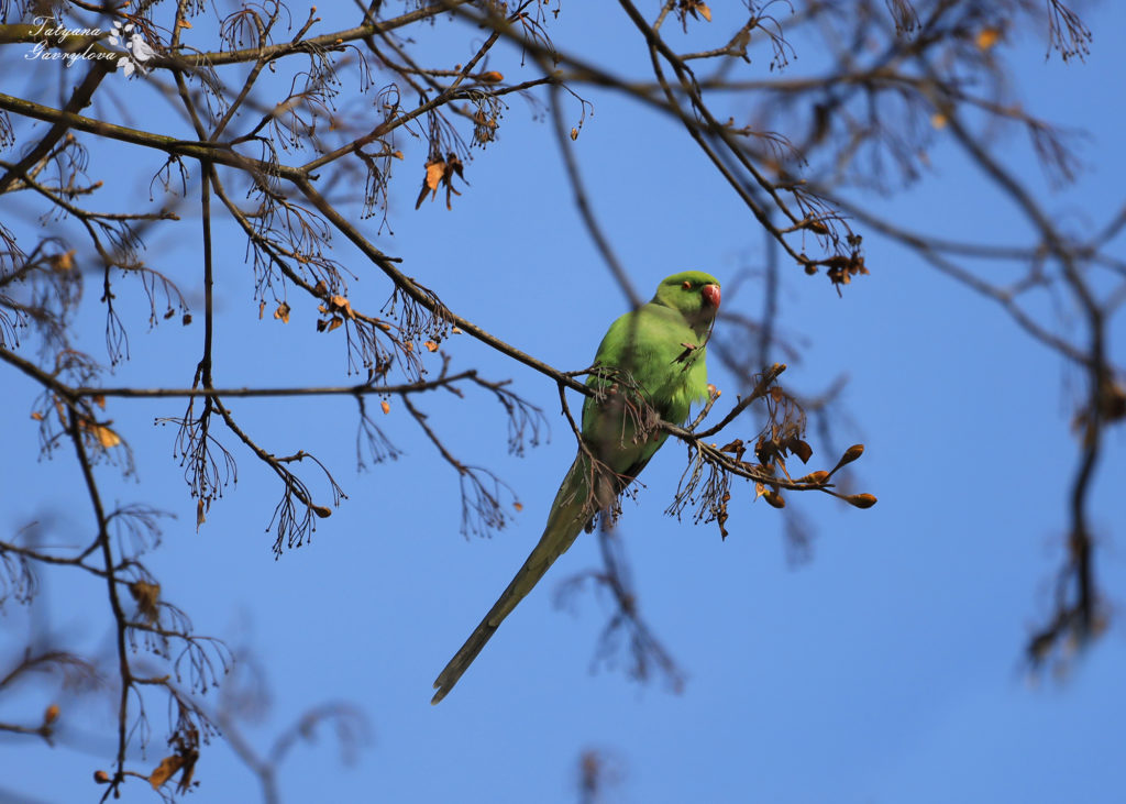 Папуги на платанах і кленах - в Чернівцях оселились екзотичні зелені птахи (ФОТО, ВІДЕО) 3