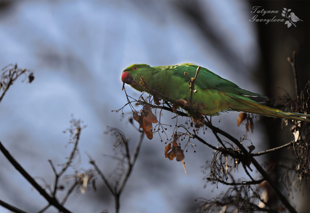 Папуги на платанах і кленах - в Чернівцях оселились екзотичні зелені птахи (ФОТО, ВІДЕО) 5