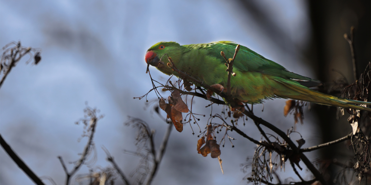 Папуги на платанах і кленах – в Чернівцях оселились екзотичні зелені птахи (ФОТО, ВІДЕО)