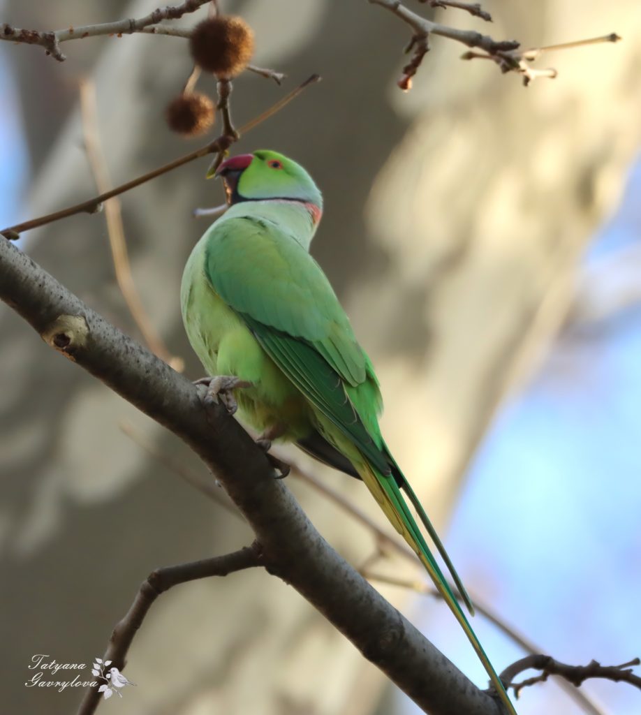 Папуги на платанах і кленах - в Чернівцях оселились екзотичні зелені птахи (ФОТО, ВІДЕО) 7