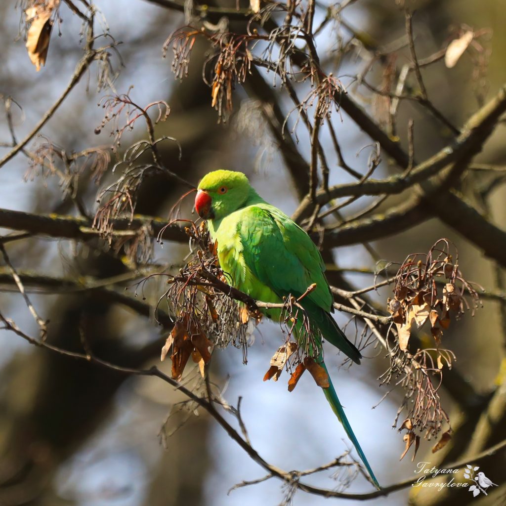 Папуги на платанах і кленах - в Чернівцях оселились екзотичні зелені птахи (ФОТО, ВІДЕО) 9