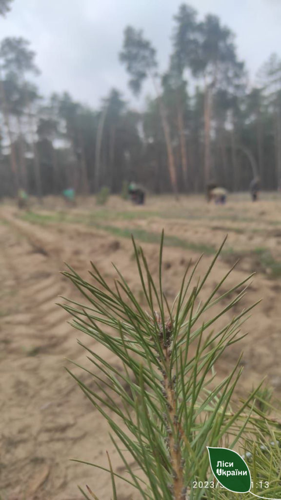 Ліси Півдня сьогодні збільшилися на 12 гектарів. Скільки висадили на Миколаївщині? (ФОТО) 8