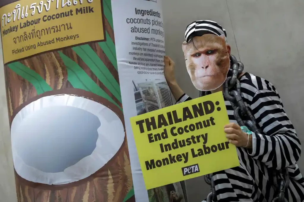У світі почали відмовлятися від кокосового молока з Тайланду - через нещадну експлуатацію мавп при збиранні горіхів (ФОТО, ВІДЕО) 1