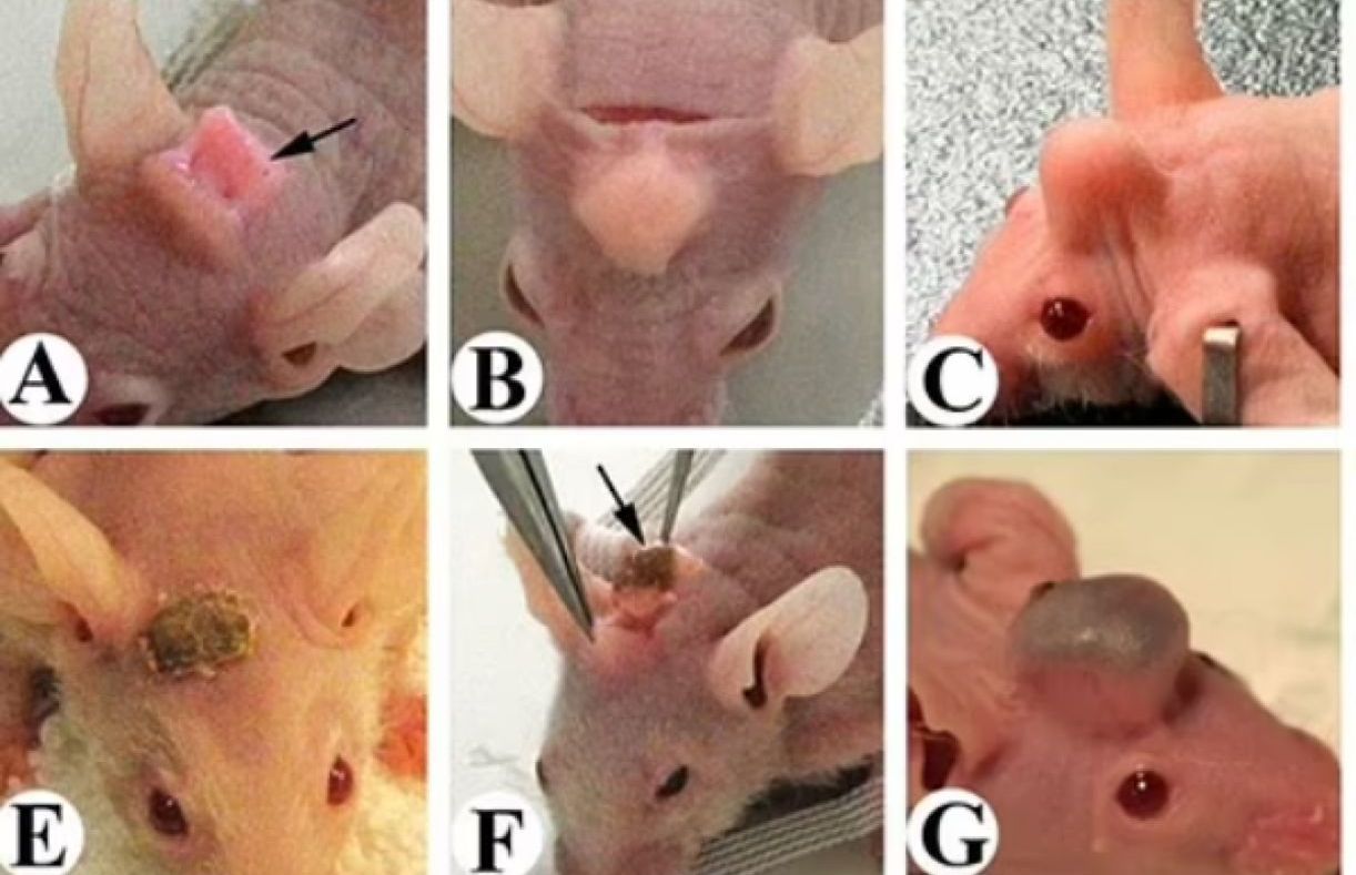 Вчені виростили оленячі роги на лобі у мишей, кажуть – людям знадобиться (ФОТО)