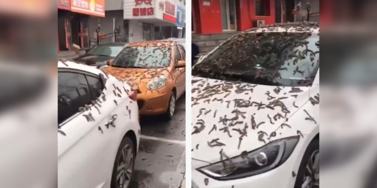 В Китаї пройшов дощ з хробаків. Жахливе видовище (ВІДЕО)