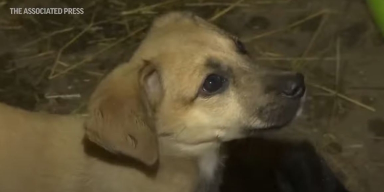 Вчені мають надію на собак з Чорнобиля – в них унікальна ДНК, вони можуть допомогти людству вижити (ВІДЕО)