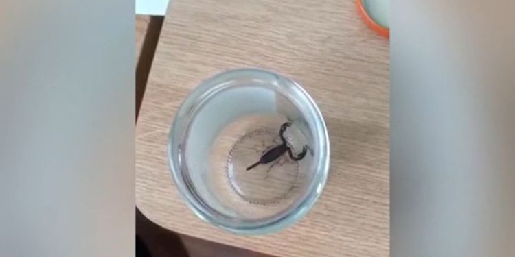 В Угорщині жінку вкусив скорпіон – вона його “купила” разом з еквадорськими бананами (ВІДЕО)