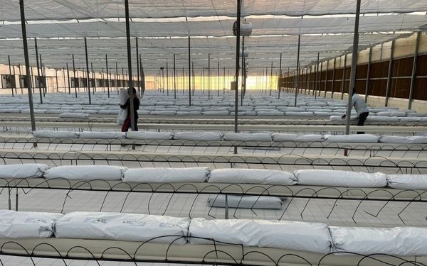Поки ми гріємо теплиці, в Еміратах для вирощування томатів використовують кондиціонери (ФОТО)