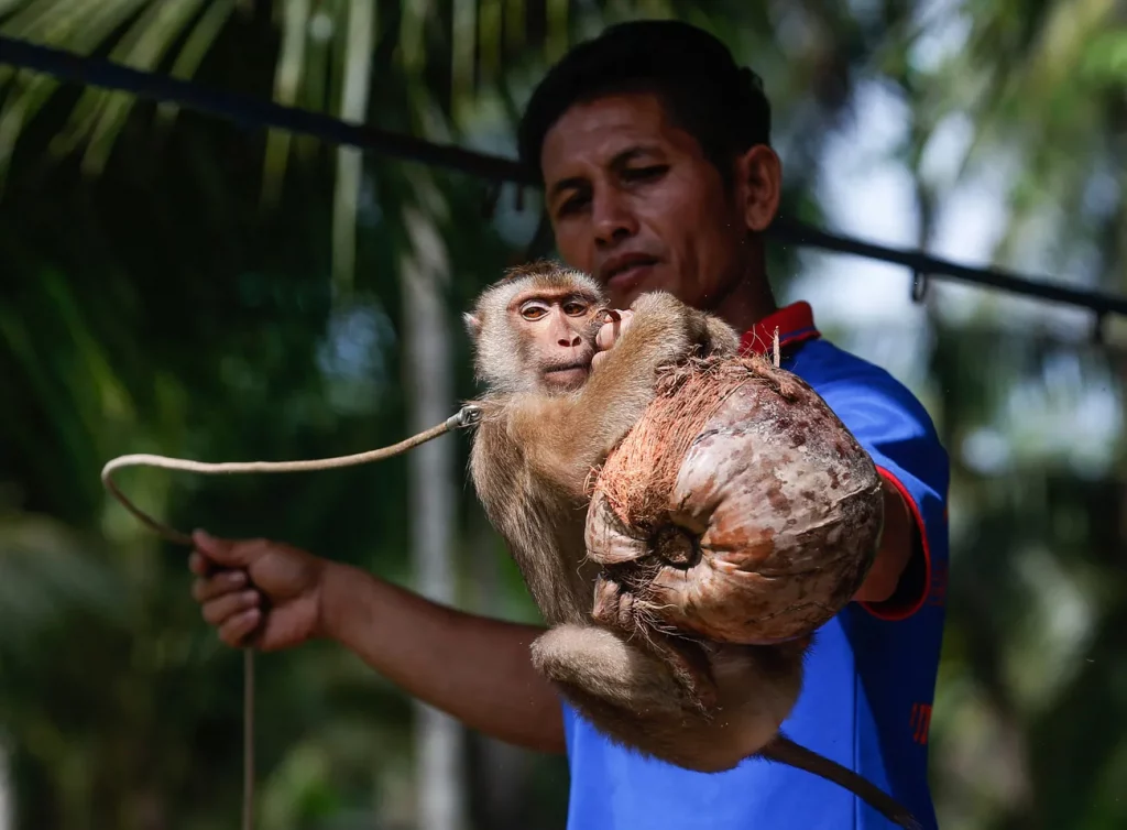 У світі почали відмовлятися від кокосового молока з Тайланду - через нещадну експлуатацію мавп при збиранні горіхів (ФОТО, ВІДЕО) 3