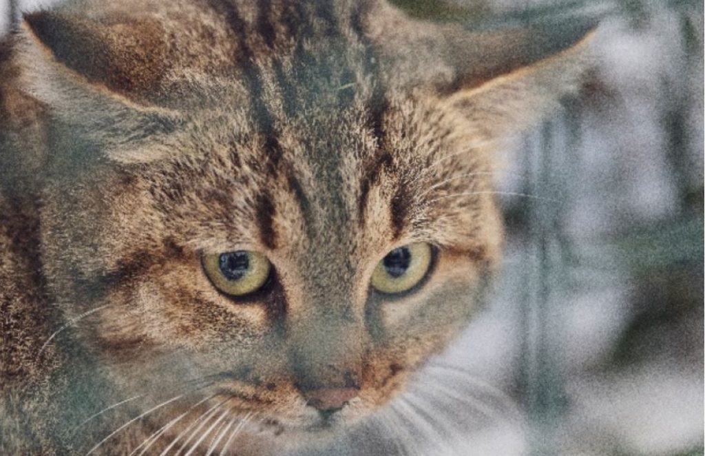 Вчені досліджують новий вид кішки з Корсіки (ФОТО) 3