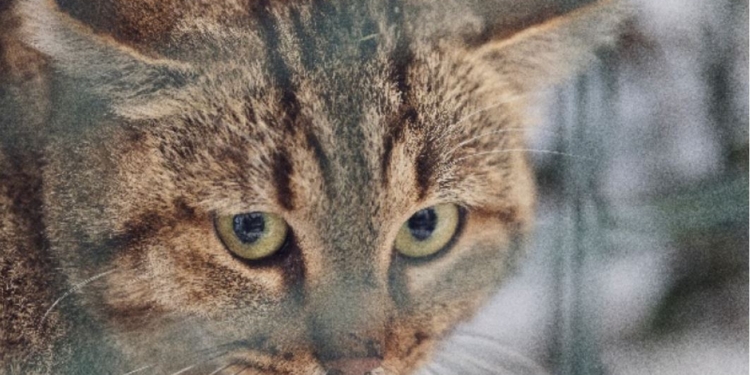 Вчені досліджують новий вид кішки з Корсіки (ФОТО)