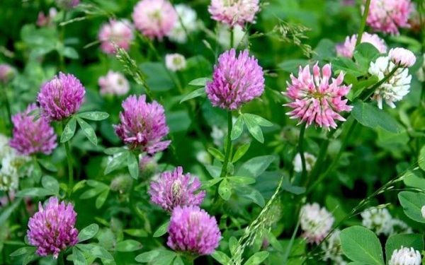 До осені не пропадем. Їстівні бур’яни та інші “непотрібні” корисні рослини (ФОТО, ВІДЕО)