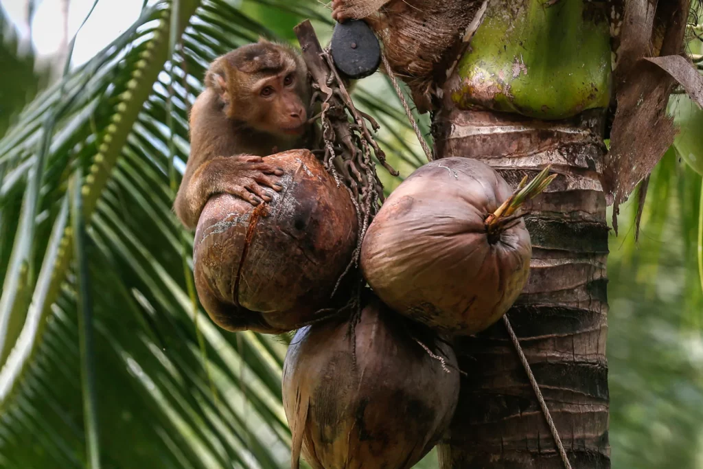 У світі почали відмовлятися від кокосового молока з Тайланду - через нещадну експлуатацію мавп при збиранні горіхів (ФОТО, ВІДЕО) 9