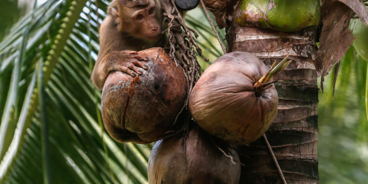 У світі почали відмовлятися від кокосового молока з Тайланду – через нещадну експлуатацію мавп при збиранні горіхів (ФОТО, ВІДЕО)
