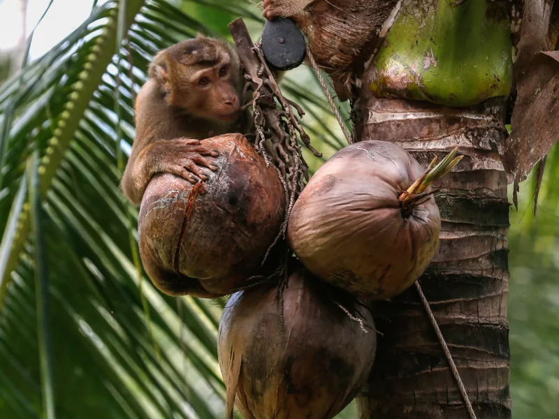 У світі почали відмовлятися від кокосового молока з Тайланду – через нещадну експлуатацію мавп при збиранні горіхів (ФОТО, ВІДЕО)