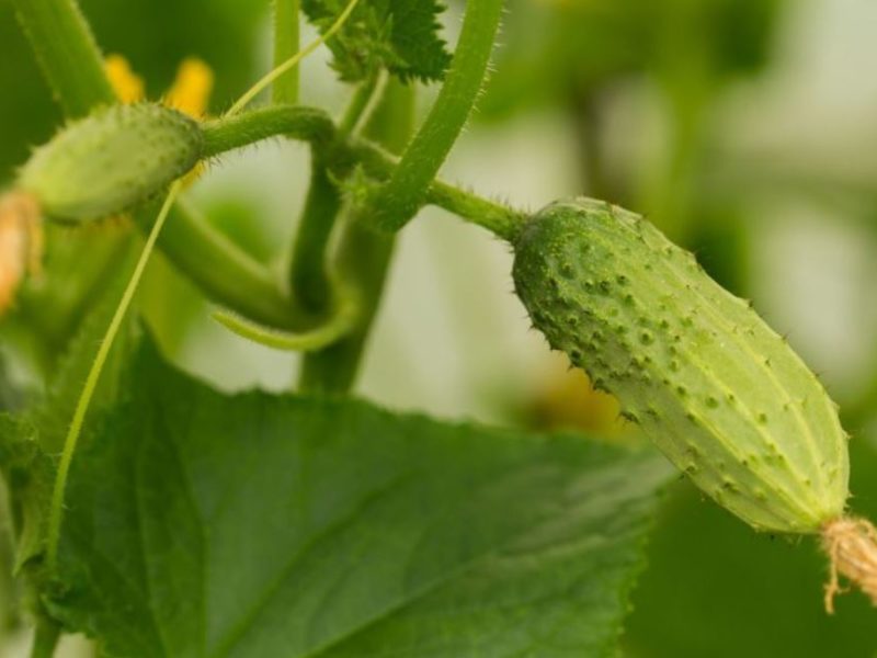 Як правильно сіяти огірки: несподіваний секрет здивує небаченим урожаєм