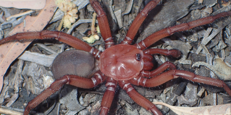 В Австралії відкрили новий рідкісний вид гігантського павука (ФОТО, ВІДЕО)