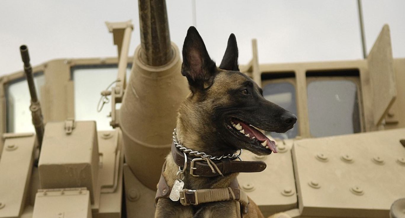 Унікальний проект. Україні передають 50 собак-саперів – це бельгійські вівчарки