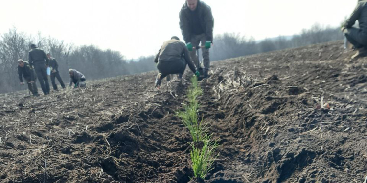 Ліси Півдня сьогодні збільшилися на 12 гектарів. Скільки висадили на Миколаївщині? (ФОТО)